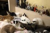 В Николаеве бывший депутат горсовета забрала домой 38 котов
