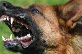 Собака буває кусачою: у Миколаєві тварини стали частіше заражатися сказом