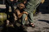 Героїчній собаці з Херсонщини, чиї фото облетіли весь світ, шукають новий дім