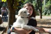 У Миколаєві провели акцію: бездомним собакам знайшли нових господарів (фото)