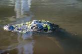Во Флориде поймали аллигатора с человеческими останками в пасти