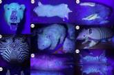 Виявлено 125 видів ссавців, що світяться під ультрафіолетом.