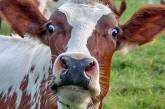 В Николаевской области зафиксирован очаг лейкоза коров и 9 очагов бешенства животных