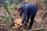 В Первомайском районе браконьеры уничтожили и изувечили 39 деревьев