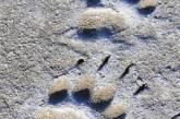 В парке «Тилигульский» показали следы млекопитающих, которые изучают ученые (фото)