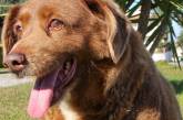 У Португалії помер найстаріший пес планети: за мірками людей собаці було 240 років