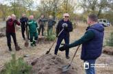 Скандал в Николаеве: в парке Победы чиновники засадили соснами «казацкую» поляну для праздников