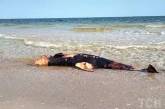 На узбережжя Чорного моря винесло сотні мертвих дельфінів