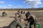 На півдні України стартувала рекордна висадка дерев: так багато ще не садили ніколи