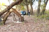 Кривоозерский лесоруб, спиливший около 200 деревьев, заплатит более 100 тыс. гривен штрафа