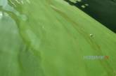 В Николаеве вода в  реке «цветет» даже в ноябре (фото, видео)
