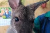 У Миколаївському зоопарку врятували дитинча кенгуру: його мати загинула