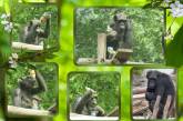 Основательница семьи шимпанзе в Николаевском зоопарке отмечает 55-летие