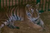 У Центрі порятунку диких тварин під Києвом від удару ракети постраждала тигриця (відео)