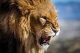 Появилось видео с беглым львом в Италии