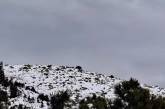 Альпіністка у Карпатах підійшла до ведмедя (відео)