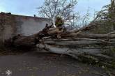 Рятувальники показали, як прибирали величезне дерево, що впало в Інгульському районі Миколаєва (фото)