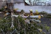 Повалені дерева та обірвані мережі: у Миколаєві ліквідують наслідки негоди