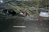 У центрі Миколаєва дерево, що впало, розчавило три автомобілі (фото, відео)