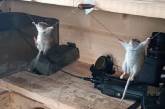 Російські військові показали, як розважаються, влаштовуючи «страту» мишам
