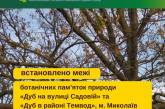У Миколаєві два дуби стали ботанічними пам'ятками з визначеними межами