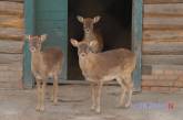 «Наши рогачи все по местам»: директор Николаевского зоопарка пересчитал оленей