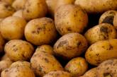 В Україні дорожчає картопля: прогнози невтішні