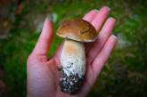 У Миколаївській області зареєстровано три випадки отруєння грибами