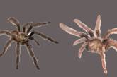 В Еквадорі виявлено два нові види тарантулів