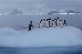 Полярники показали, як розважаються пінгвіни
