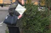 В Николаеве выявили более сотни елок без бирок