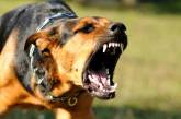 В Николаеве чаще стали кусать бешеные собаки: домашних животных призвали вакцинировать