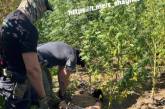 Плантация конопли на 5 миллионов: в Николаевской области наркоаграрий сбежал от следствия