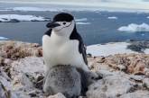 Українські полярники показали крихітних дитинчат пінгвінів із «бородою»