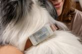 Український стартап Petcube випустив розумний GPS-трекер для домашніх тварин