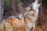В селе Ровенской области волки похищают собак (видео)