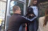 В Николаеве продолжается стерилизация бродячих собак: горожане довольны ФОТО, ВИДЕО
