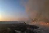 Вісім поросят врятовано під час пожежі на Миколаївщині