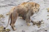 В Николаевском зоопарке устроили необычное развлечение львам (фото)