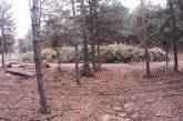 В Балабановское лесу «Николаевское лесное хозяйство» вырубило сосен почти на 3 млн. грн.