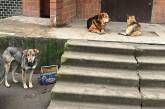 «Не дають проходу»: у Миколаєві бездомні собаки «окупували» вхід до під'їзду