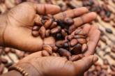 Світові ціни на какао досягли рекорду, також дорожчають кава та цукор