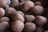 В Украине резко снизились цены на картофель