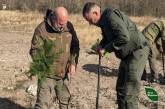 Масштабная высадка деревьев в Николаевской области: под угрозой экосистемы, создана комиссия