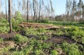 Лес под Николаевом отдали под распашку: подан иск в суд