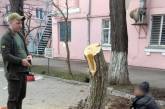 В Николаеве местный житель спилил шелковицу ради парковочного кармана