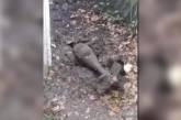 Собака рылась во дворе и обнаружила бомбу