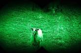Польские овцы-диверсантки пробрались через государственную границу (видео)
