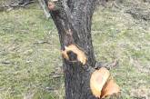 Під Миколаєвом невідомі вирубали десятки дерев: відкрито кримінальне провадження