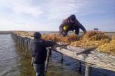 В природном парке на Николаевщине создают островки для пернатых (фото)